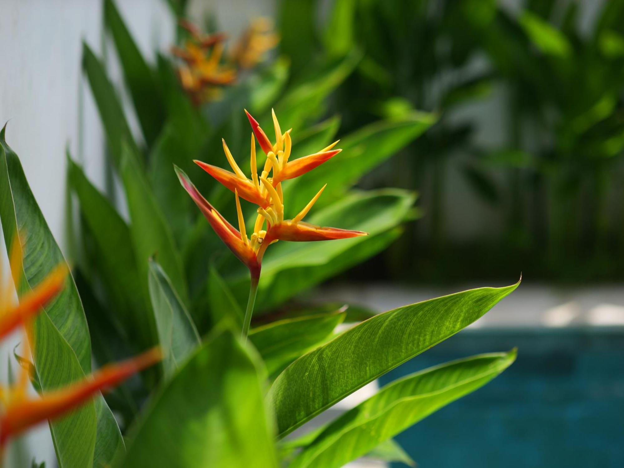 Ken Ken Guest House Seminyak  Bagian luar foto
